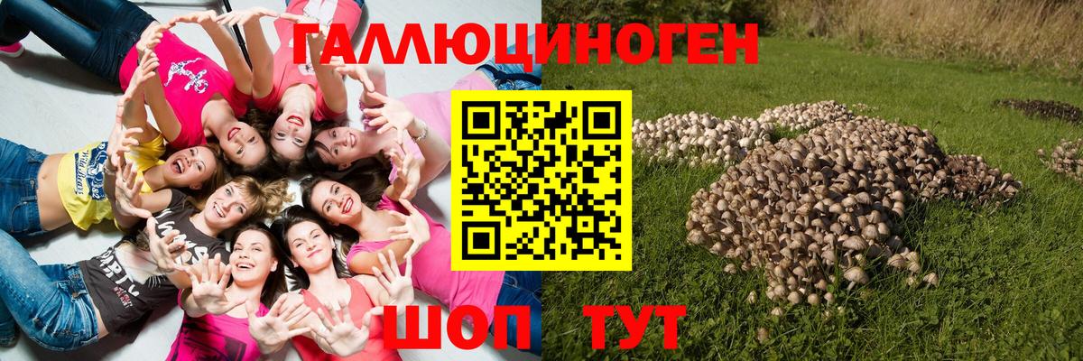 Псилоцибиновые грибы Cubensis Братск